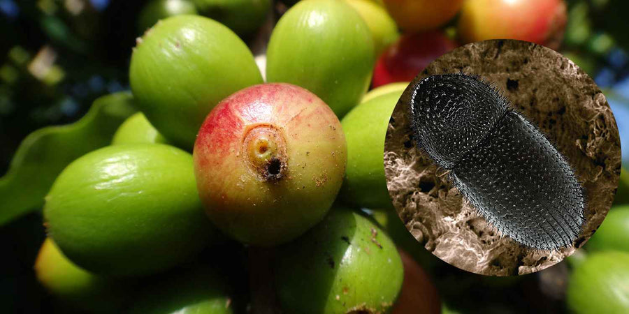 Coffee Berry Borer in Holualoa