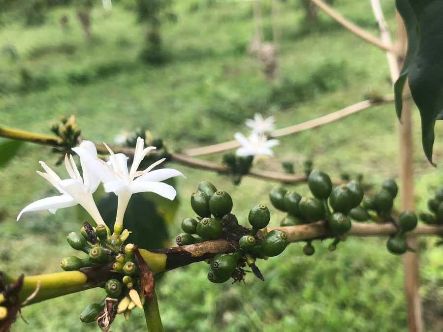 Continued Media Spotlight on Kona Coffee Mislabeling Class Action Lawsuit