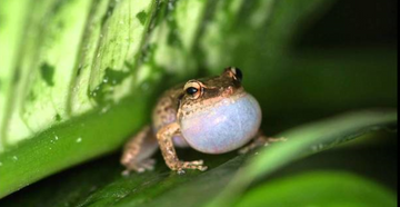 Coqui Frogs in Paradise