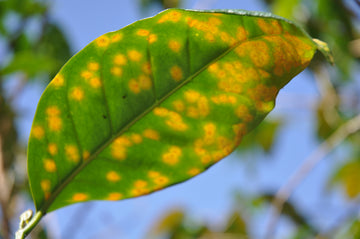 Coffee Leaf Rust Threatens Hawaii Coffee