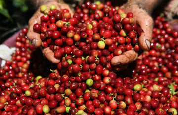 Limited 2022 Harvest of Kona Coffee